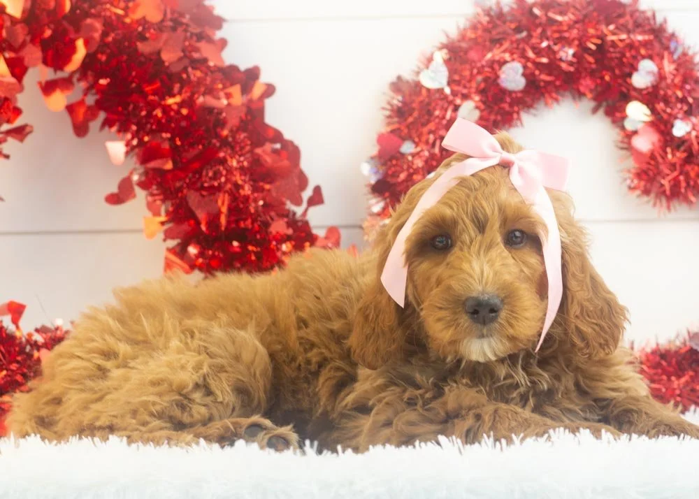 Jazz goldendoodle for sale(2).jpg