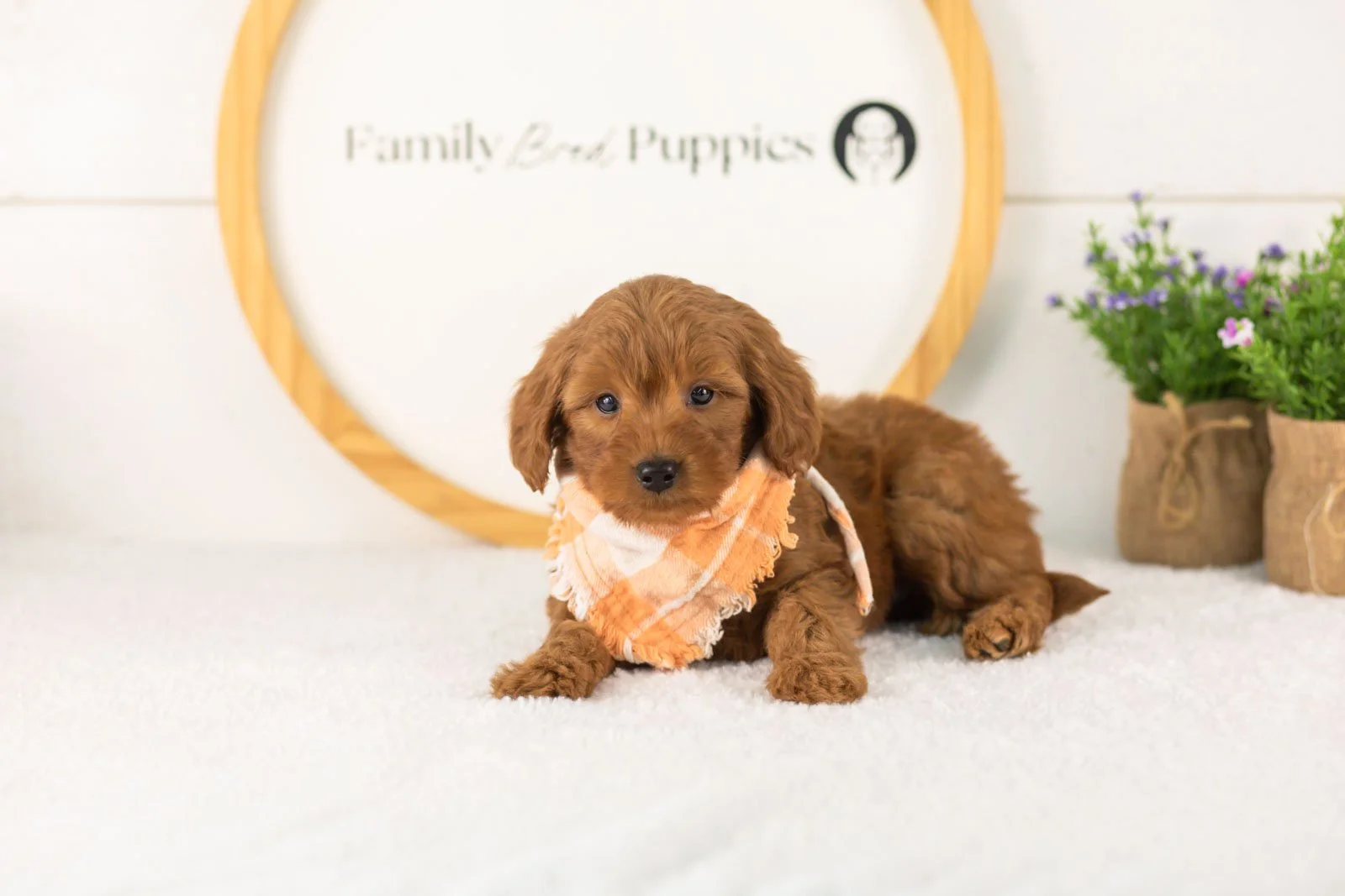 Lance goldendoodle for sale.jpg