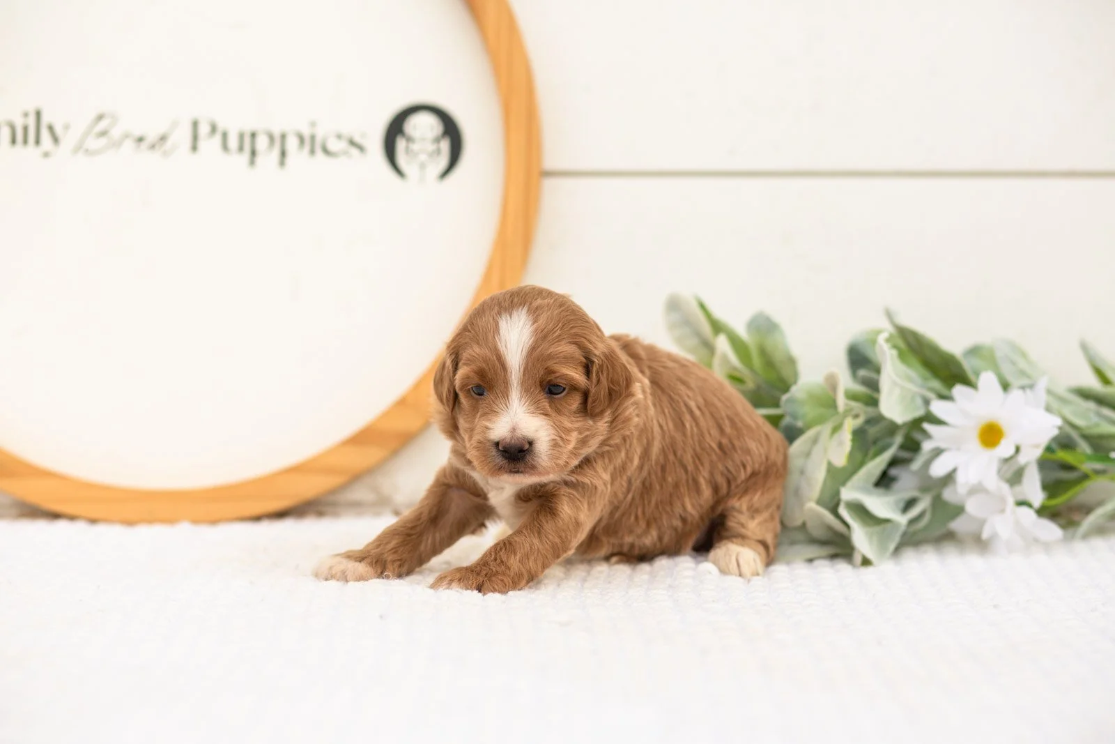 Jan goldendoodle for sale(1).jpg