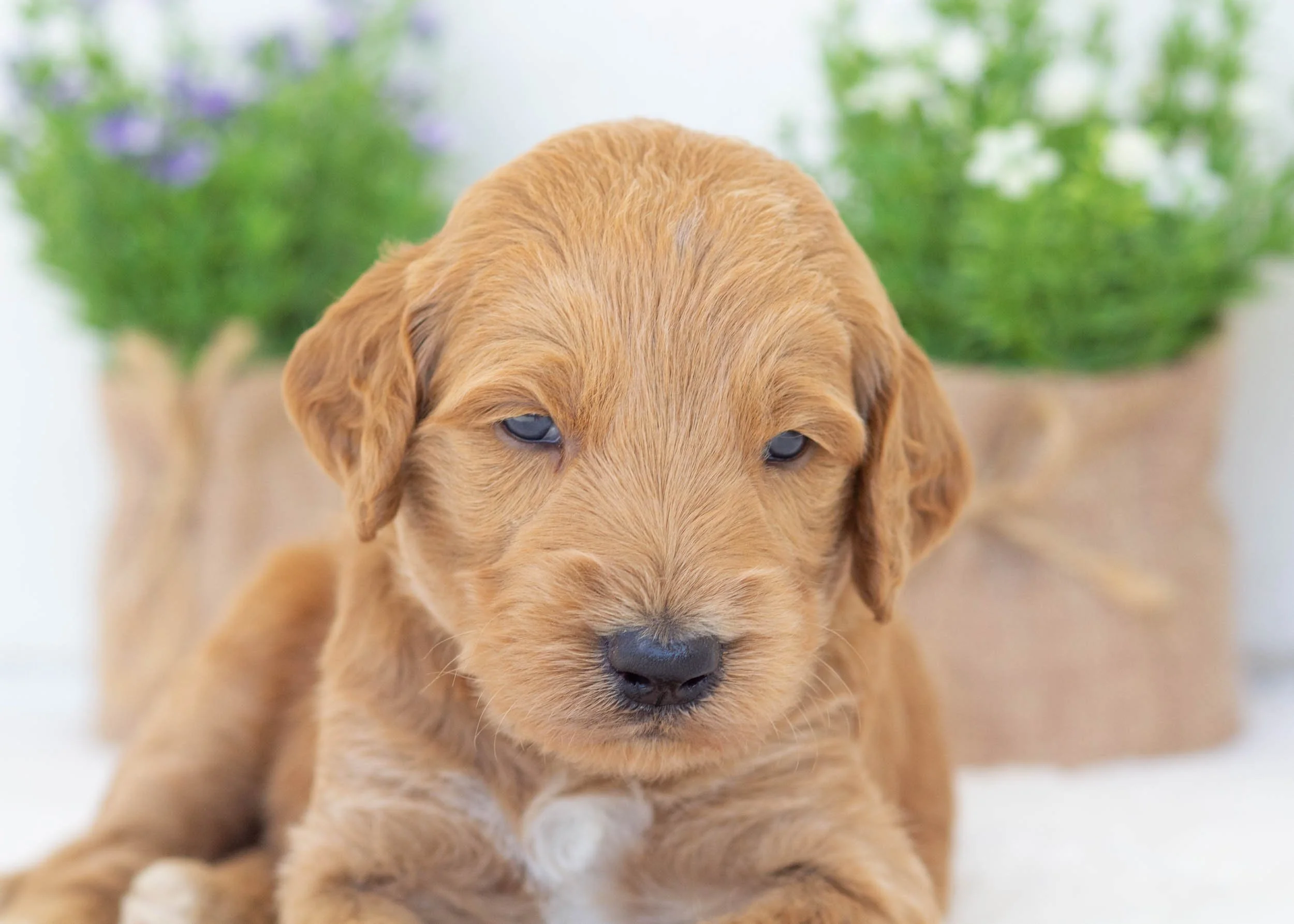 Fred goldendoodle for sale1.jpg