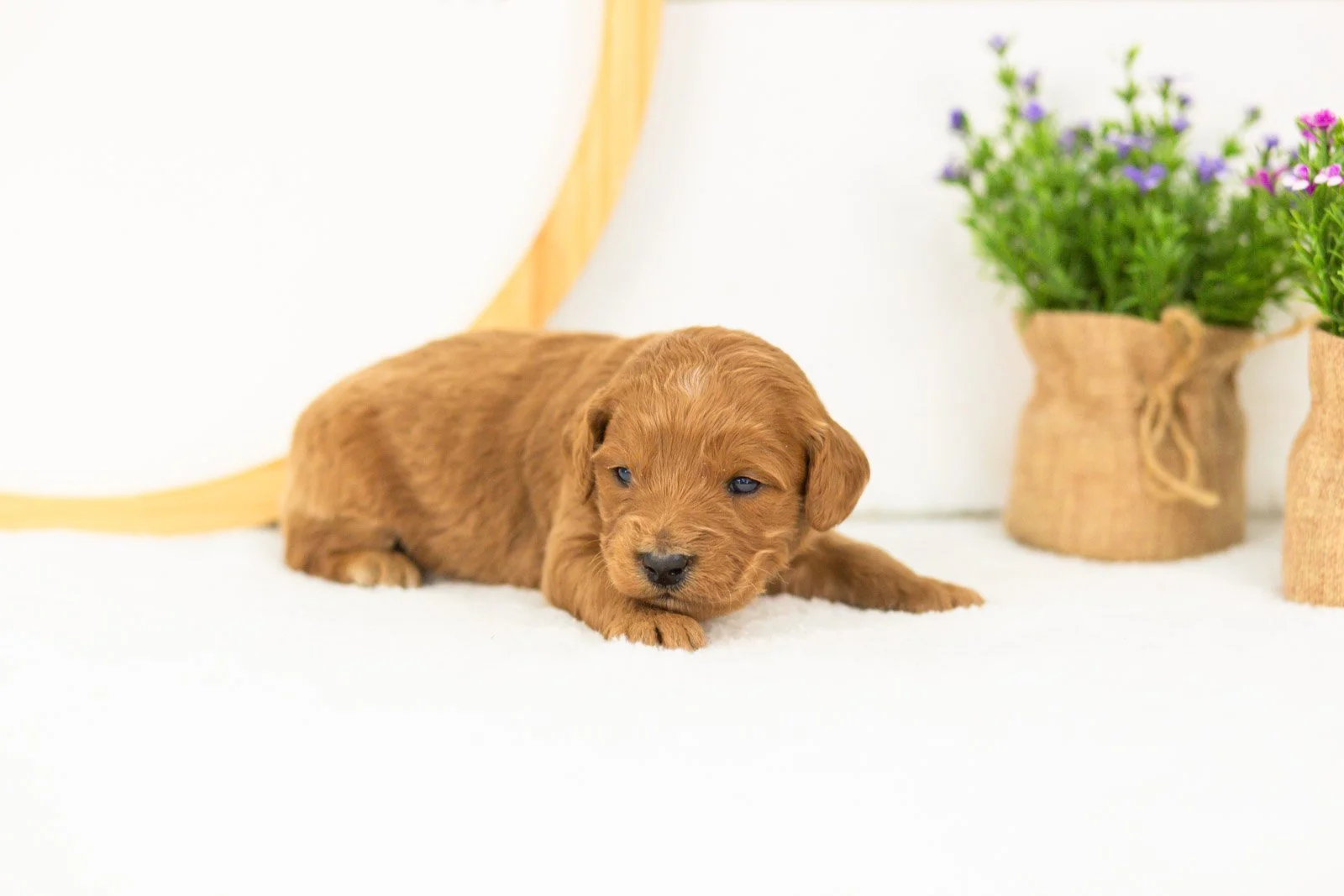 Doody goldendoodle for sale(1).jpg