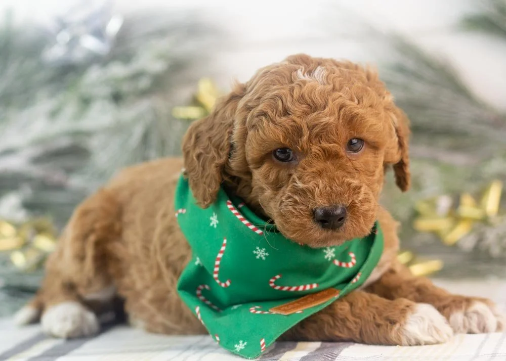 bandit goldendoodle for sale(3).jpg