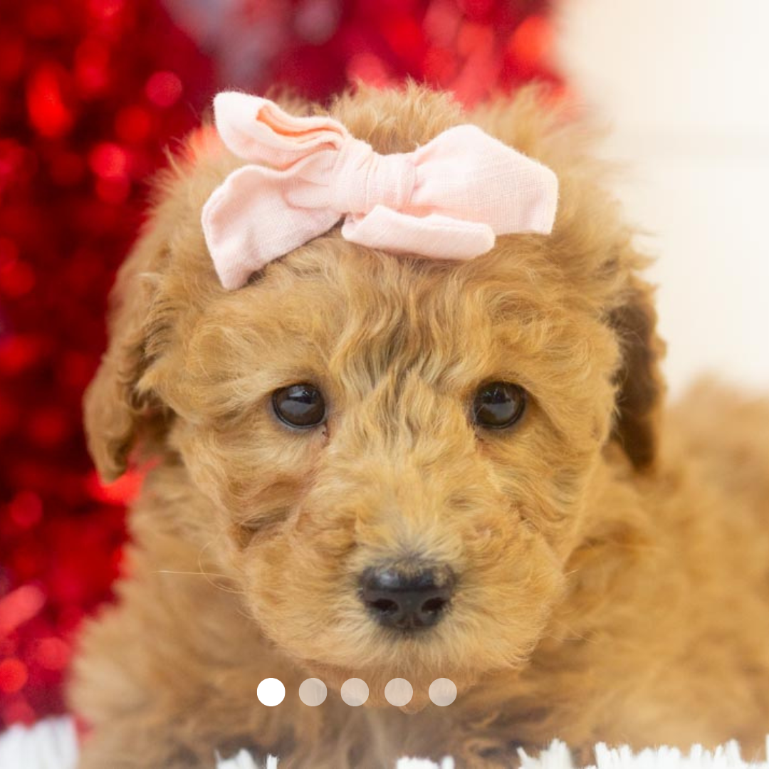 Copy of FBP Design.png