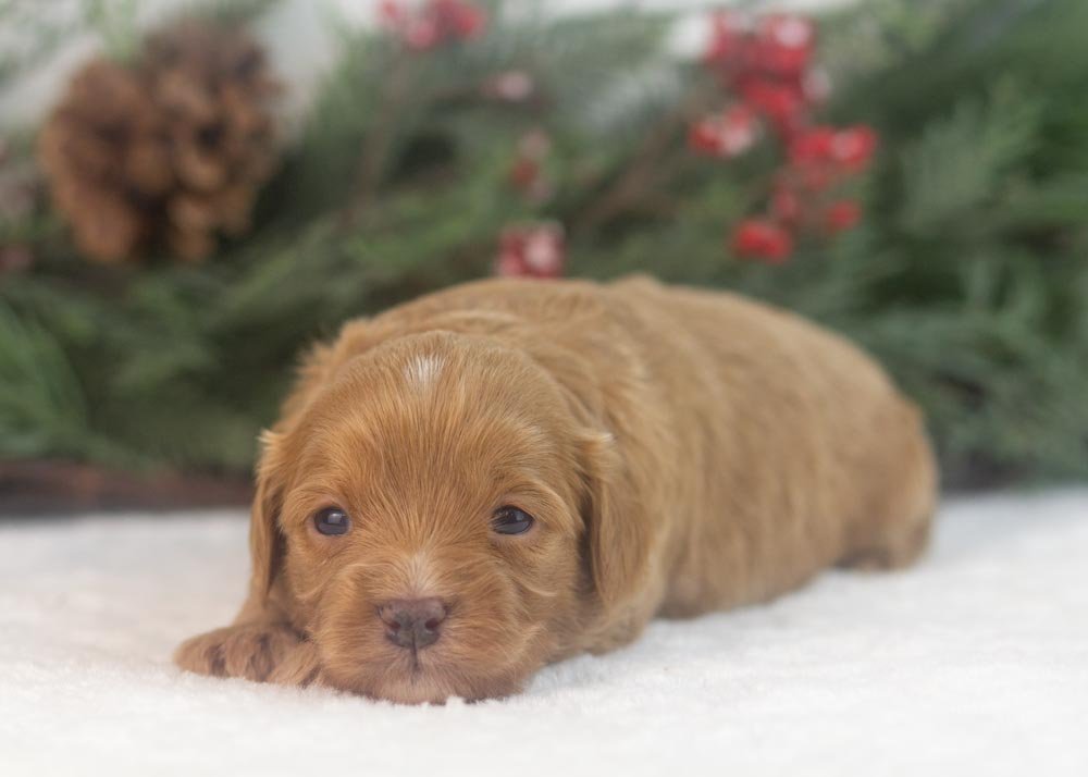 Eleven goldendoodle for sale.jpg