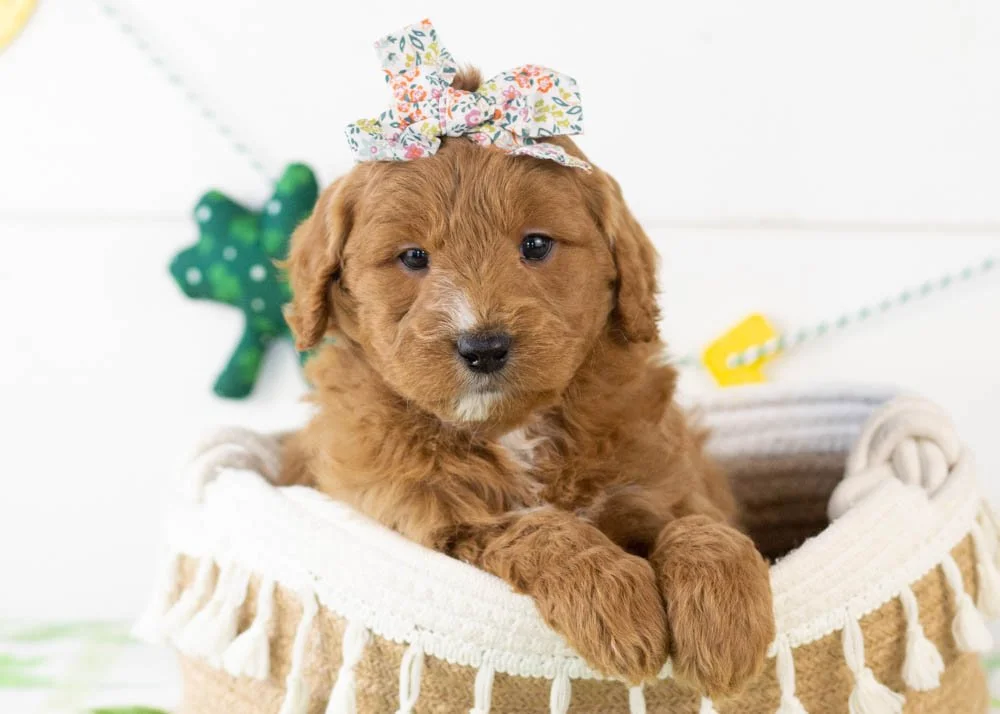 Chai goldendoodle for sale(1).jpg