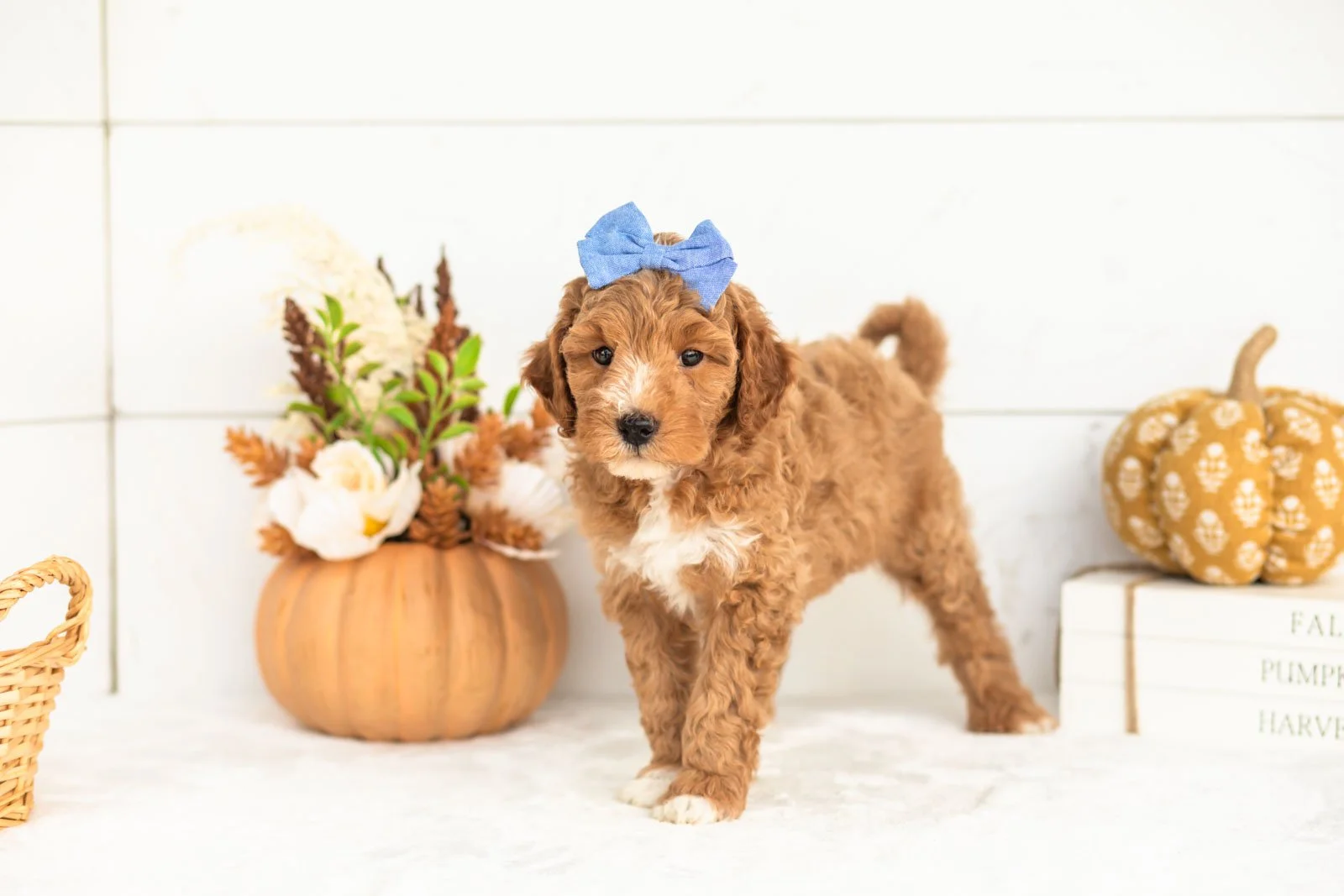 Jade goldendoodle for sale 3.jpg