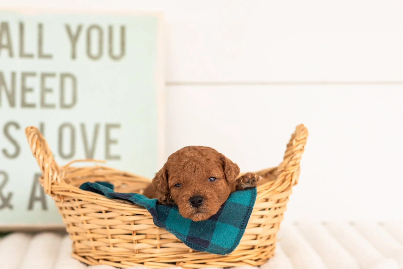 Fleece goldendoodle for sale(2).jpg