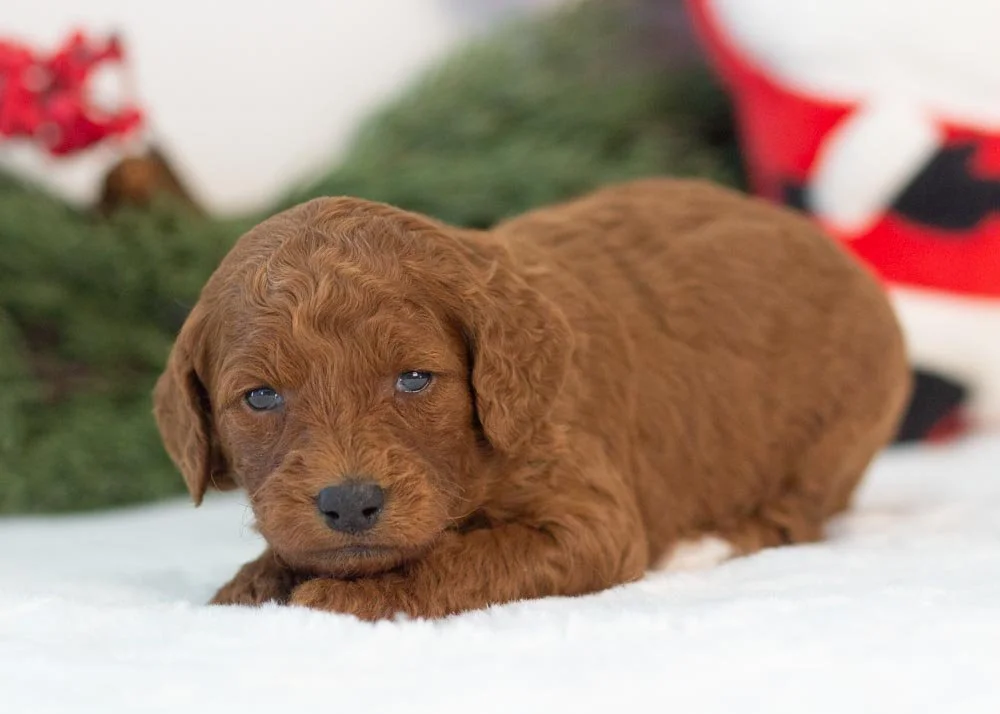 Mrs.Claus goldendoodle for sale(3).jpg