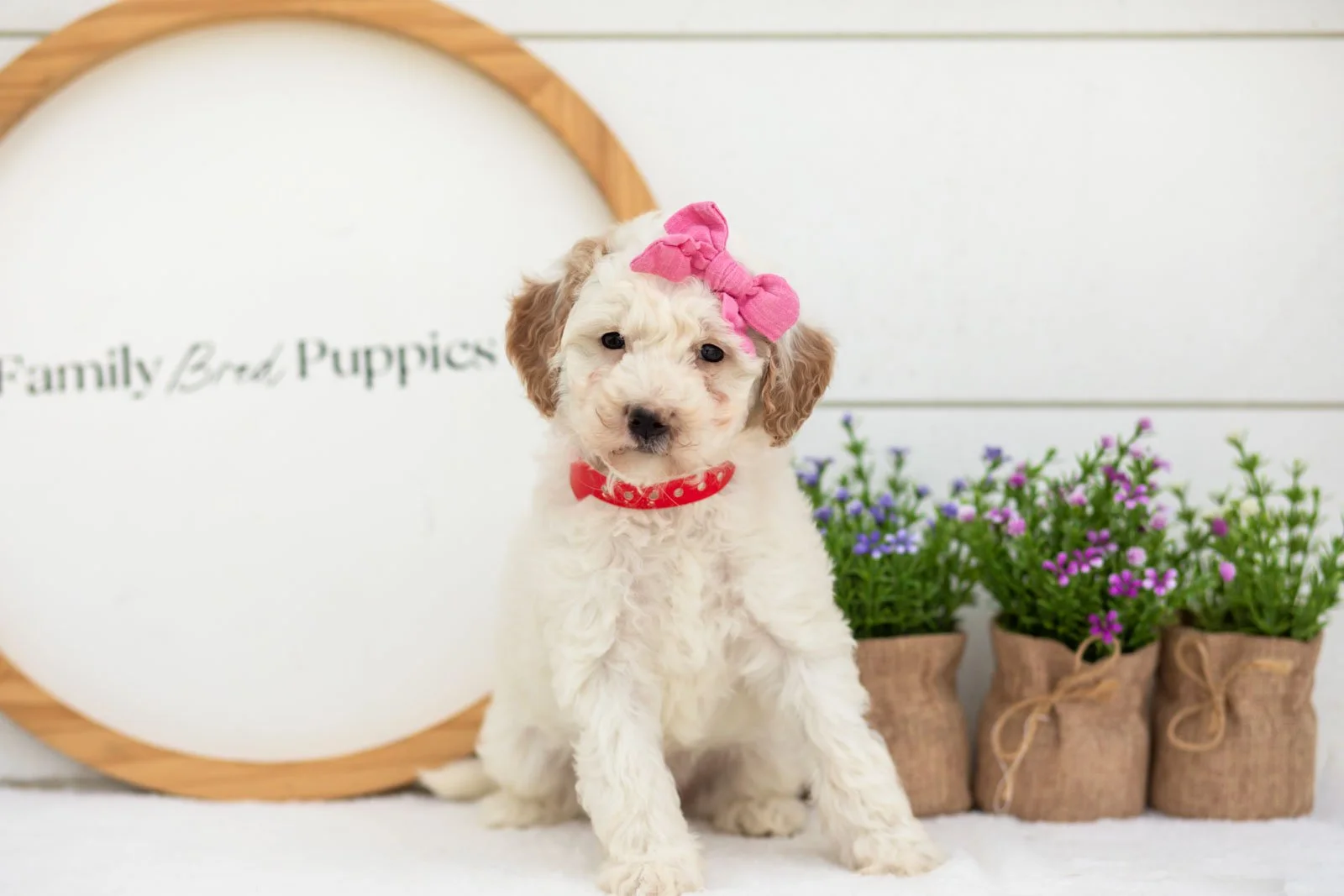 Marcia goldendoodle for sale(1).jpg