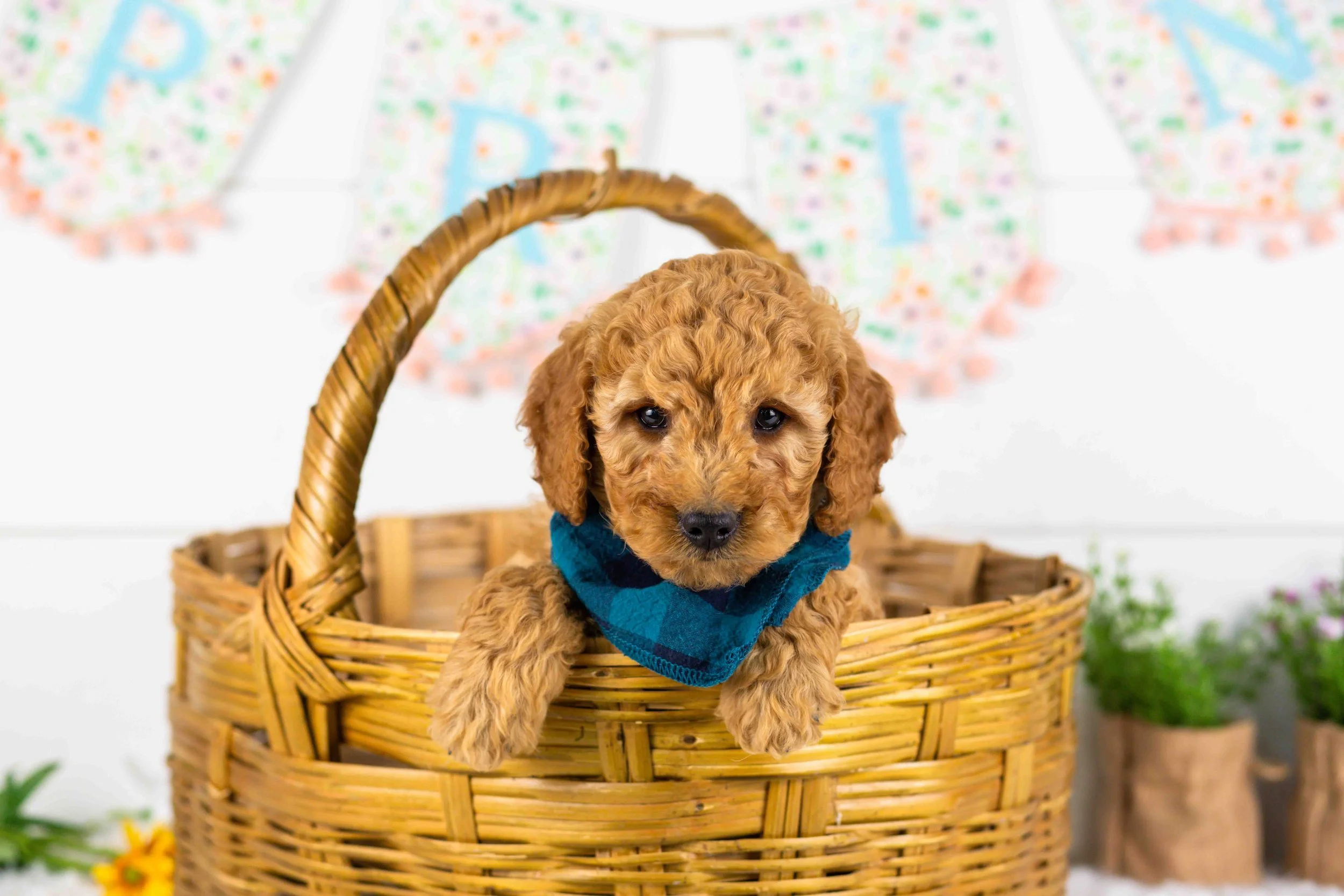 goldendoodle for sale