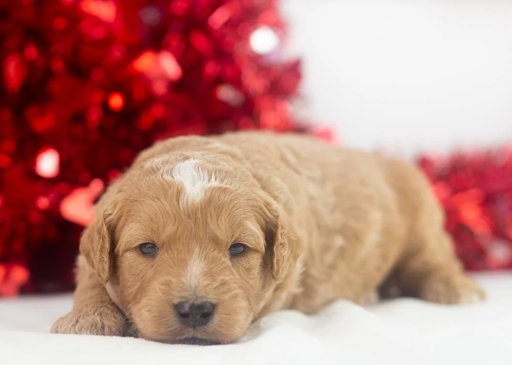 Heath goldendoodle for sale.jpg