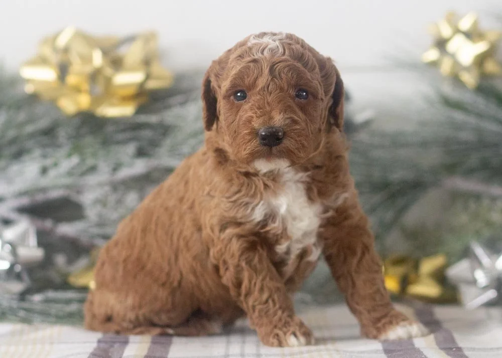 Carly goldendoodle for sale(2).jpg