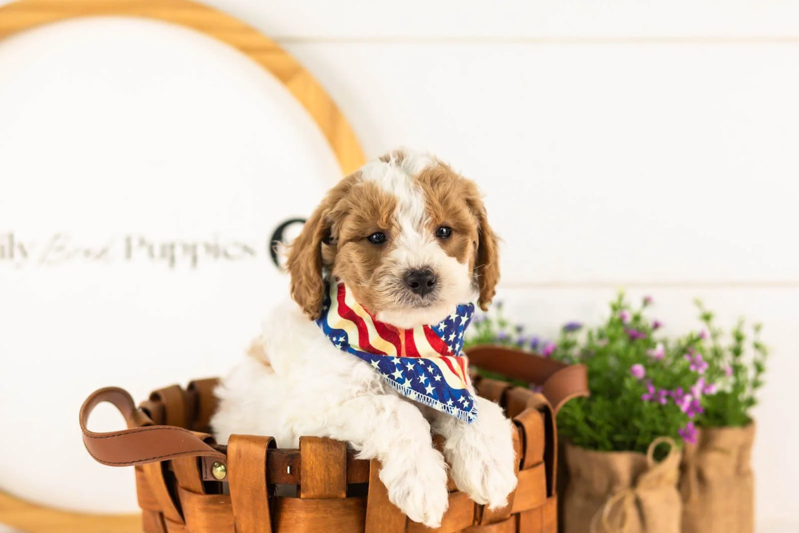 Lark goldendoodle for sale(3).jpg