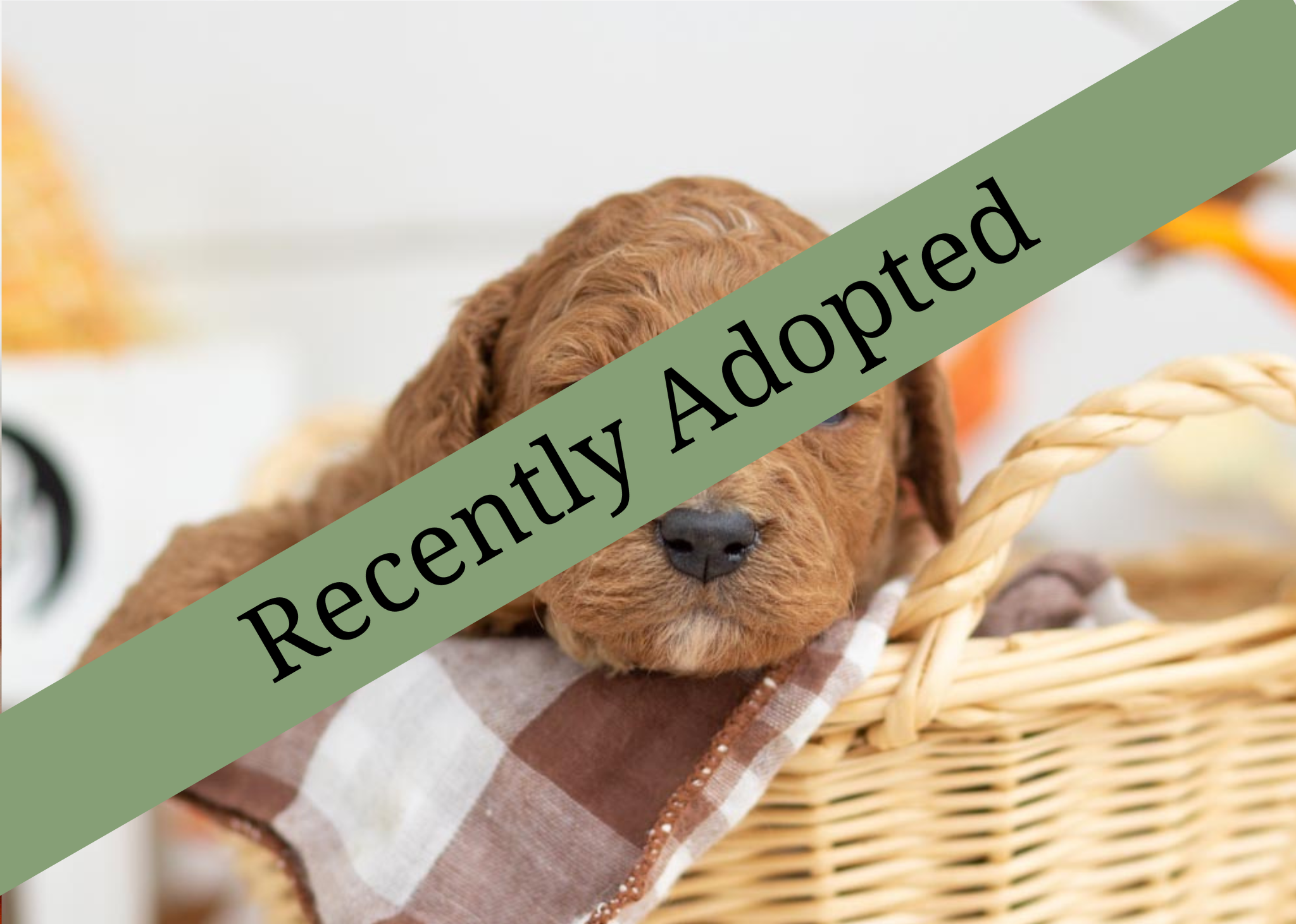 goldendoodle for sale