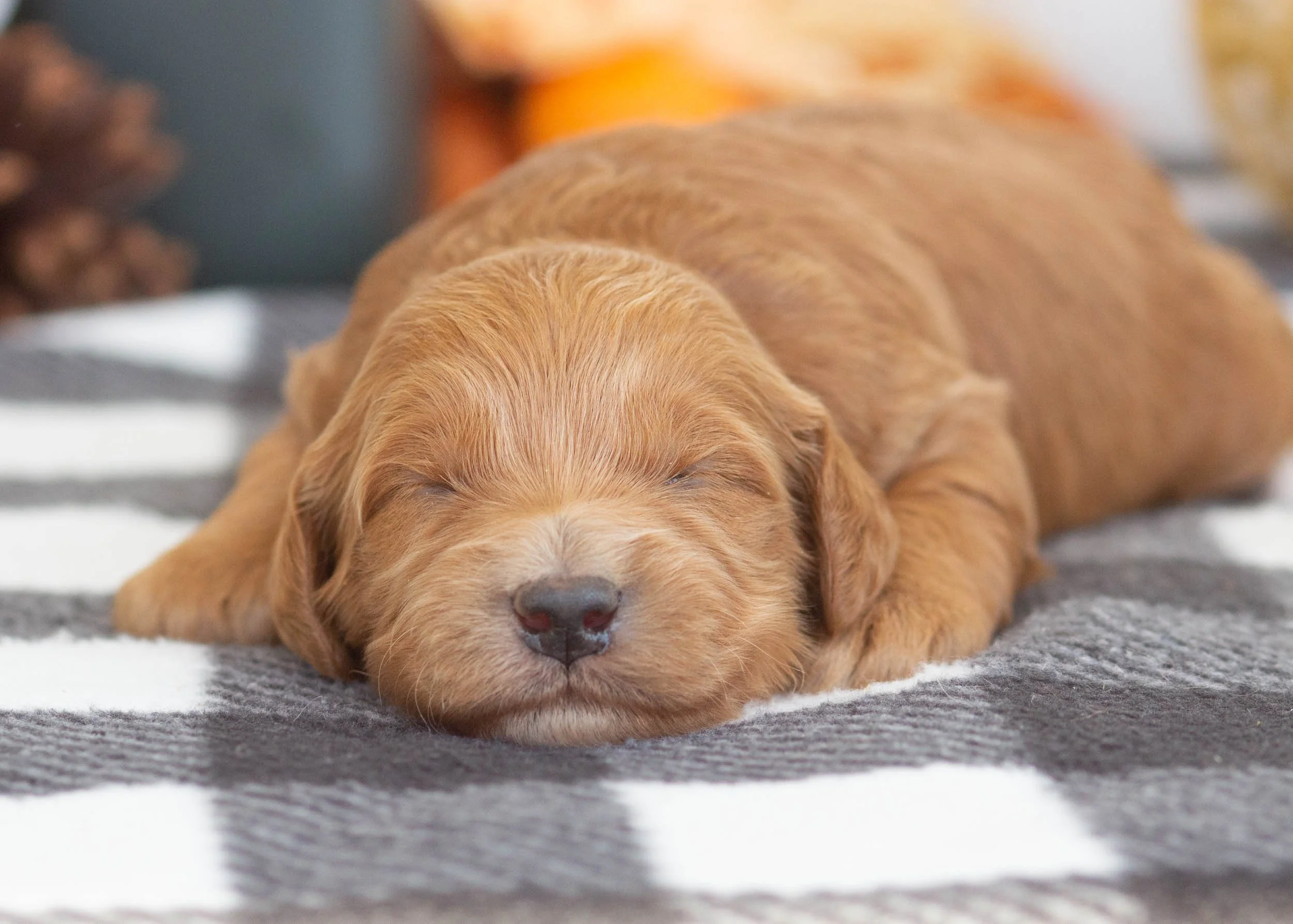 Landry goldendoodle for sale6.jpg