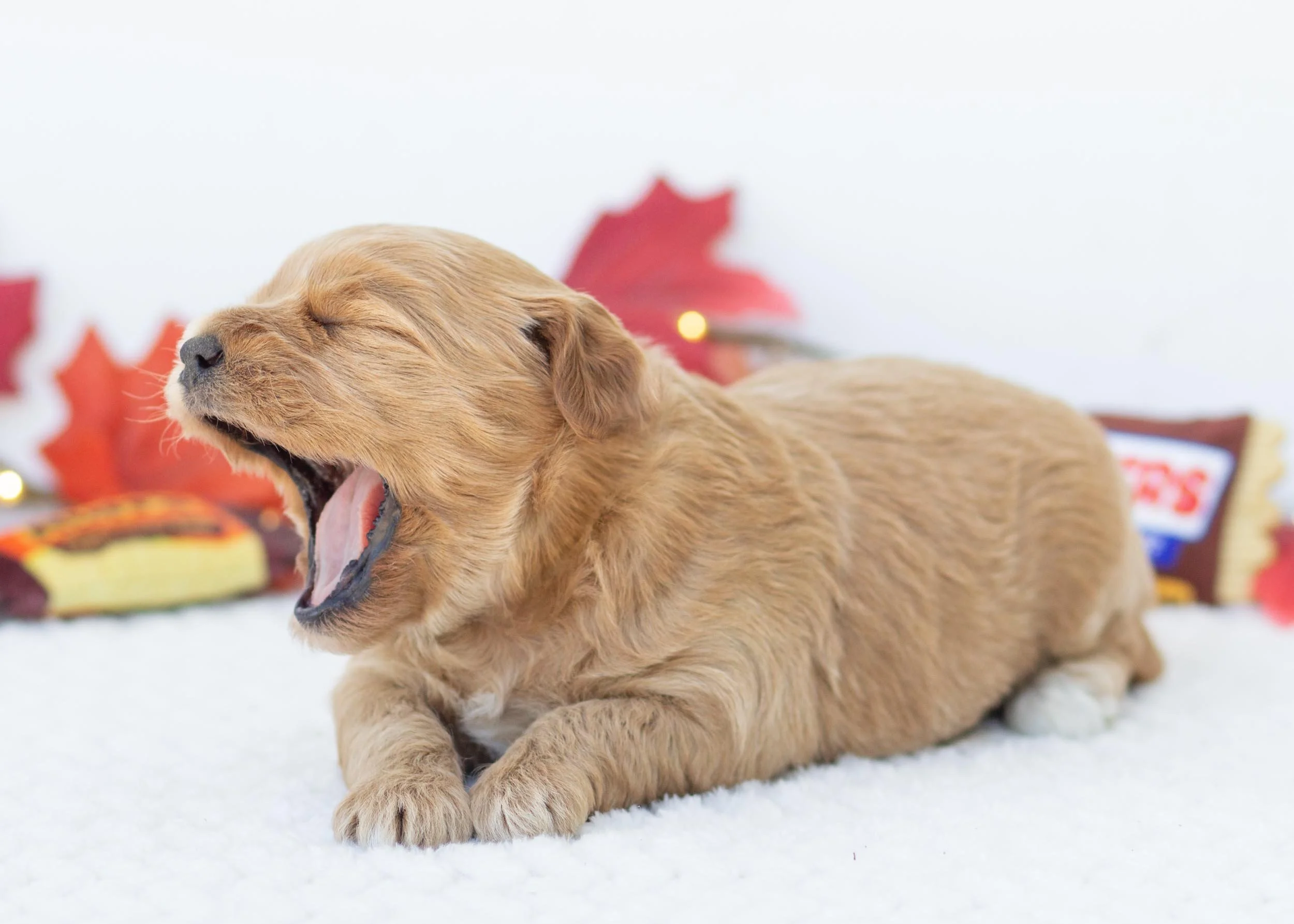 Reeses goldendoodle for sale(2).jpg