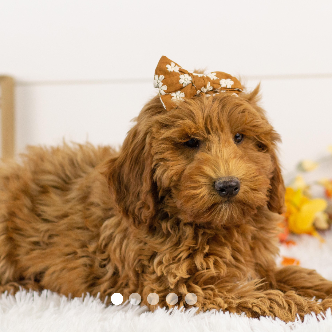 Copy of FBP Design.png