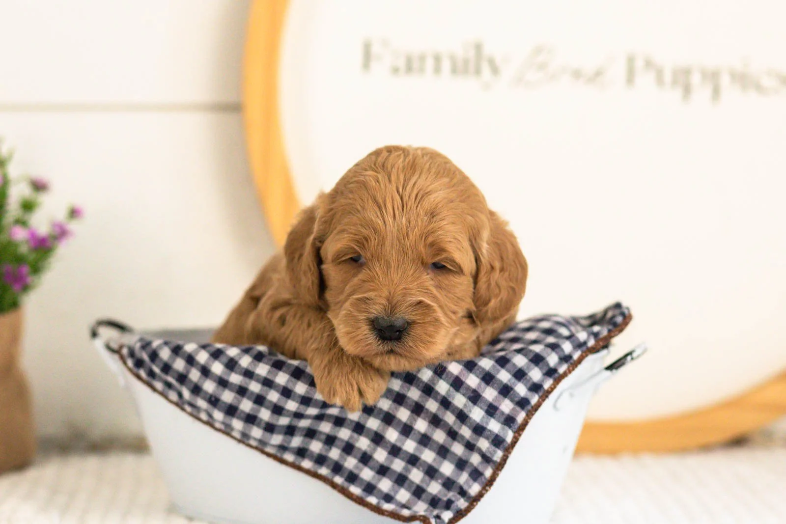 Ben goldendoodle for sale(3).jpg