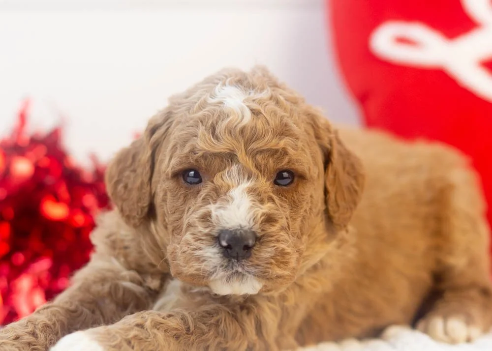Breeze goldendoodle for sale.jpg