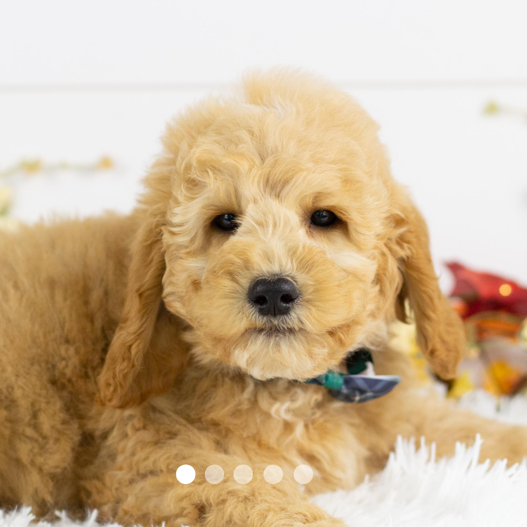 Copy of FBP Design.png