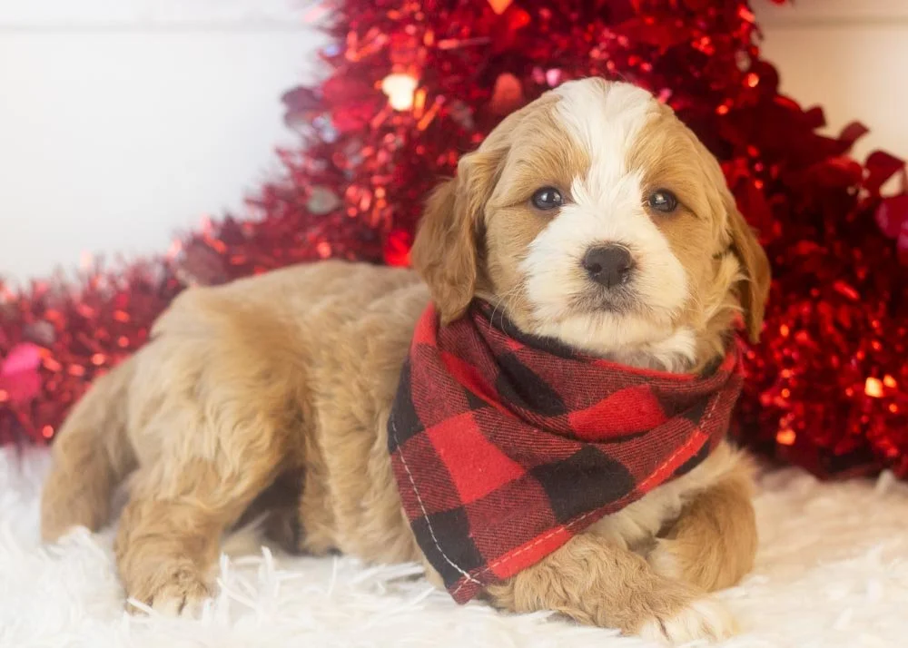 Clark goldendoodle for sale(3).jpg