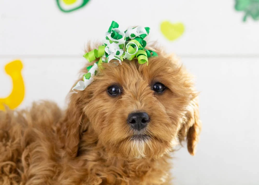Carol goldendoodle for sale(2).jpg