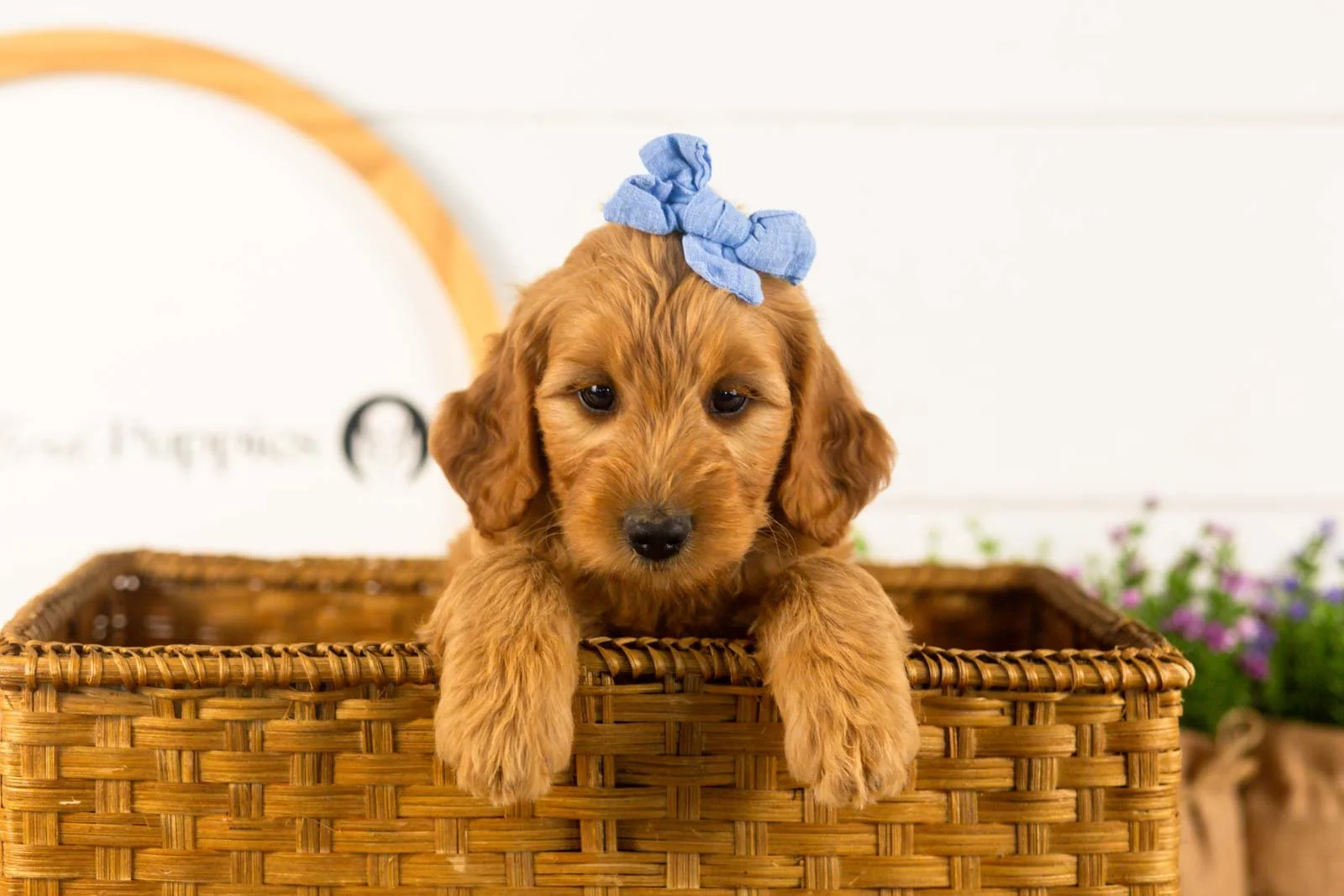Sequoia goldendoodle for sale(2).jpg