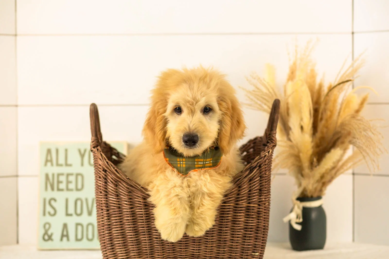 Emry goldendoodle for sale(1).jpg