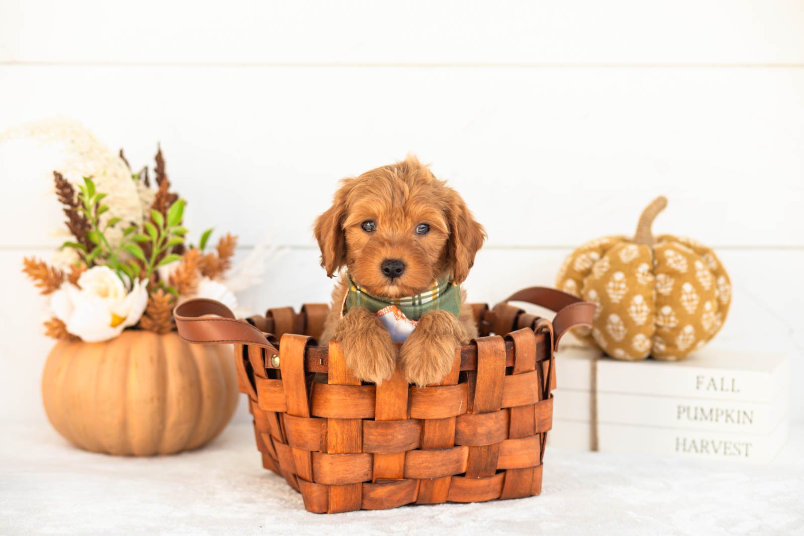 Jonah goldendoodle for sale 1.jpg
