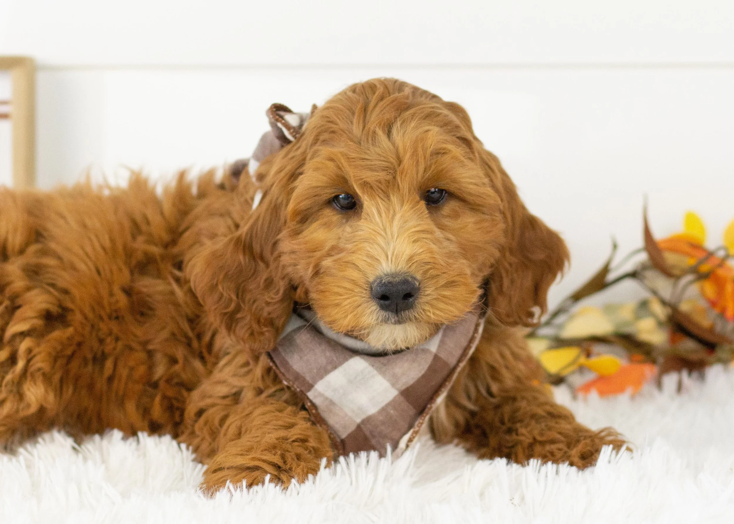 Landry goldendoodle for sale(2).jpg