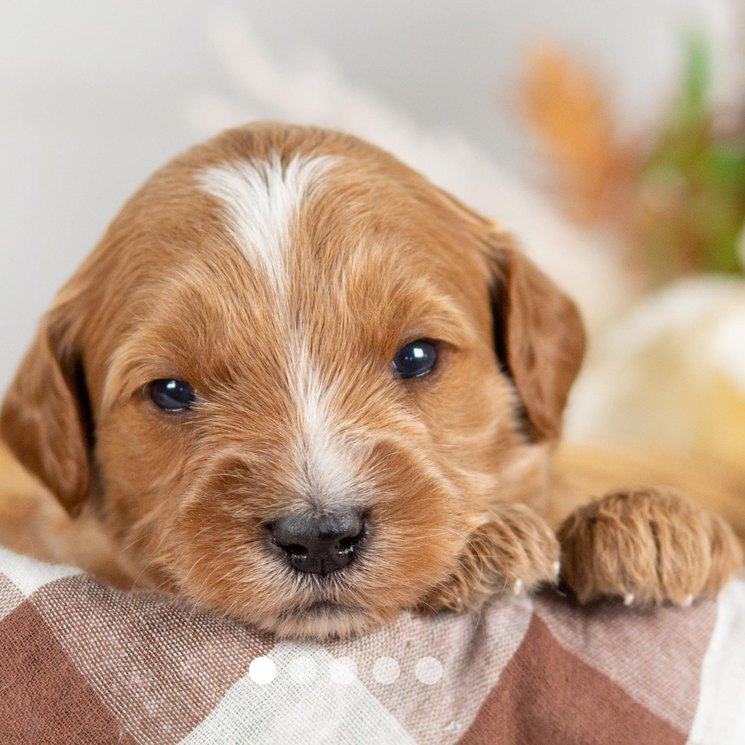 Copy of FBP Design.png