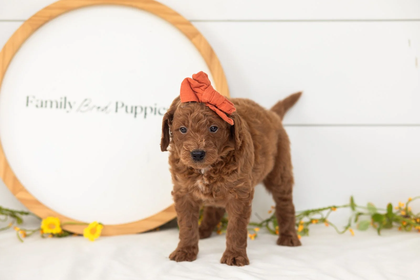 Lux goldendoodle for sale(1).jpg
