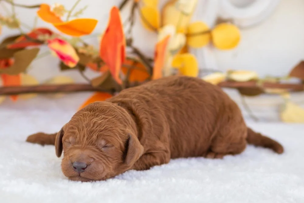 Titan goldendoodle for sale(1).jpg