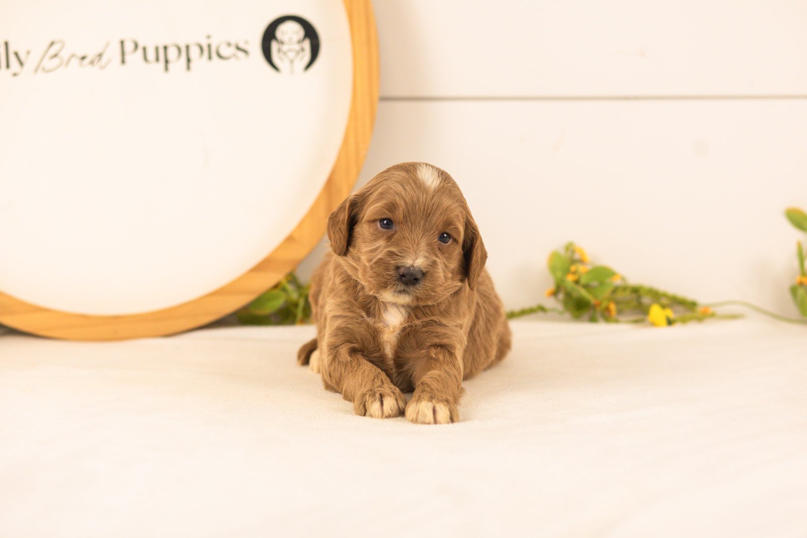 Veah goldendoodle for sale(2).jpg