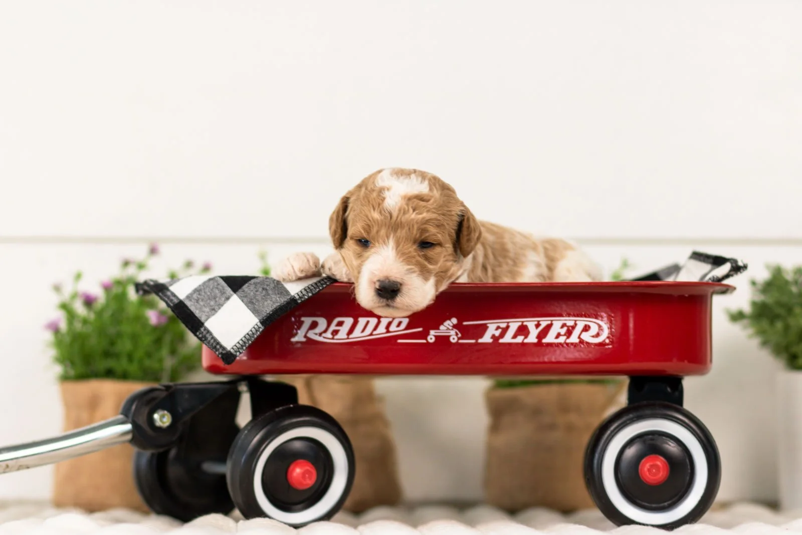 luca goldendoodle for sale(4).jpg