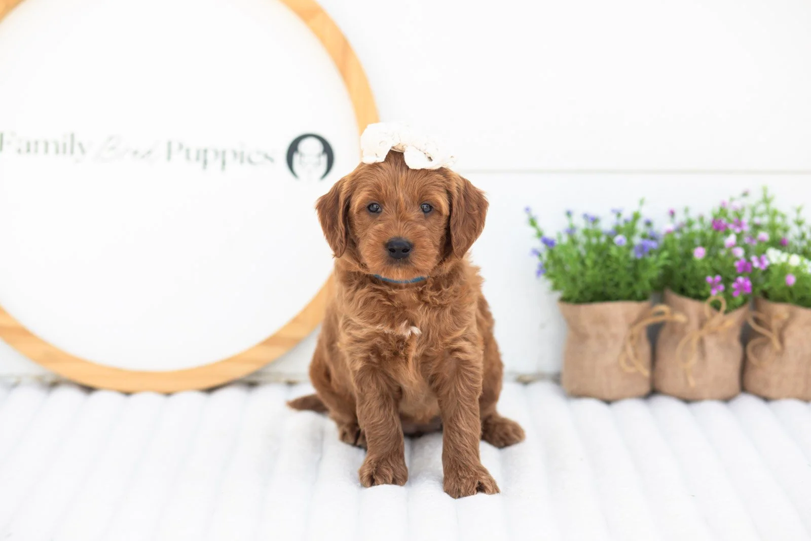 Molly goldendoodle for sale(3).jpg