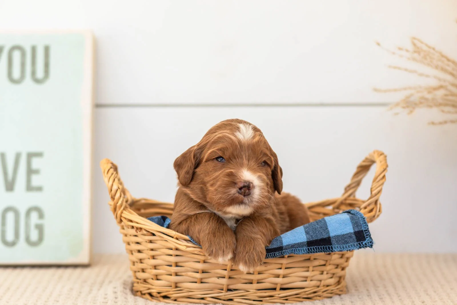 Bailey goldendoodle for sale(2).jpg