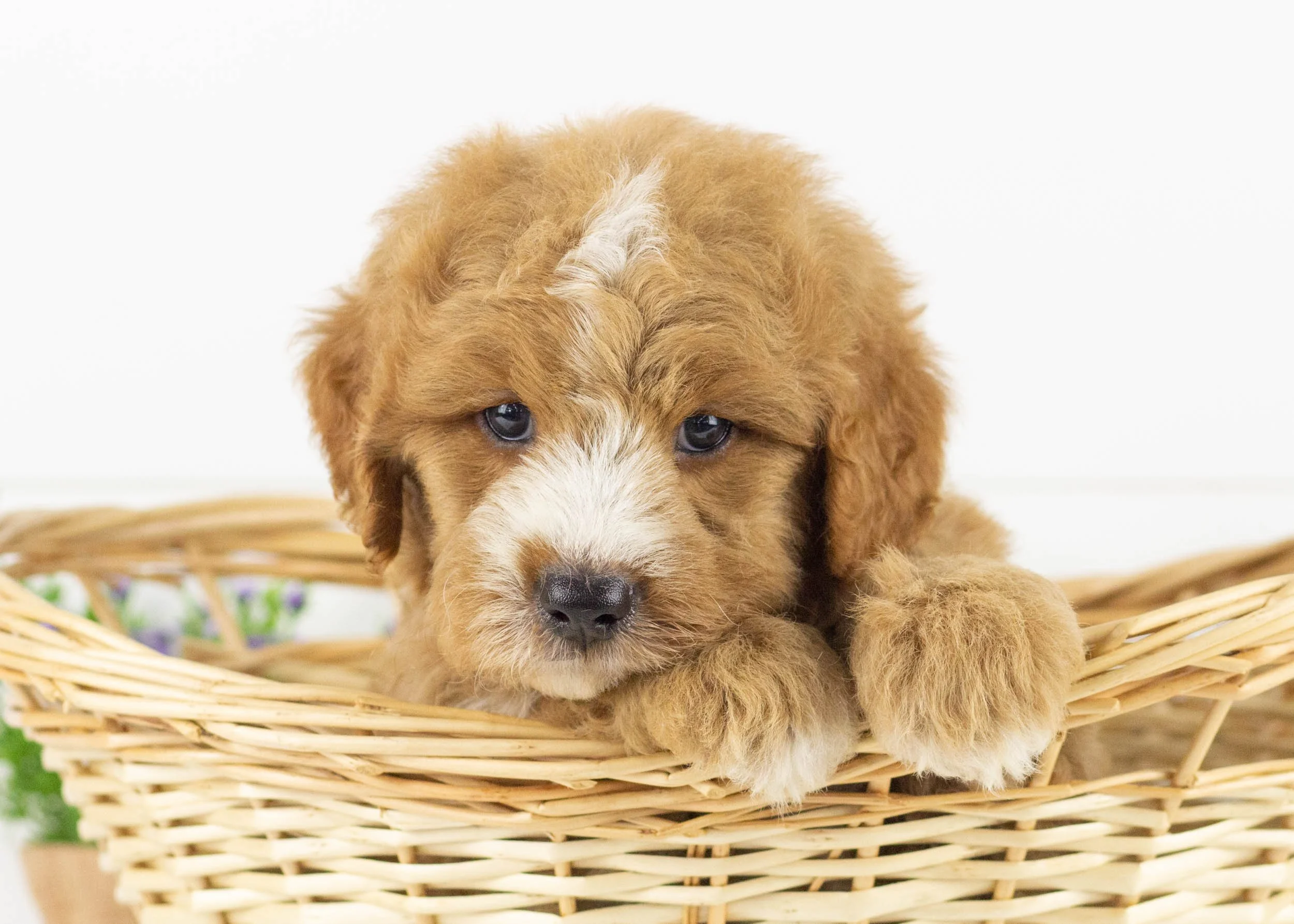 Hawk goldendoodle for sale8.jpg