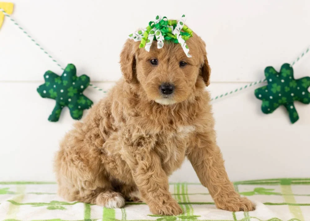 Matcha goldendoodle for sale.jpg