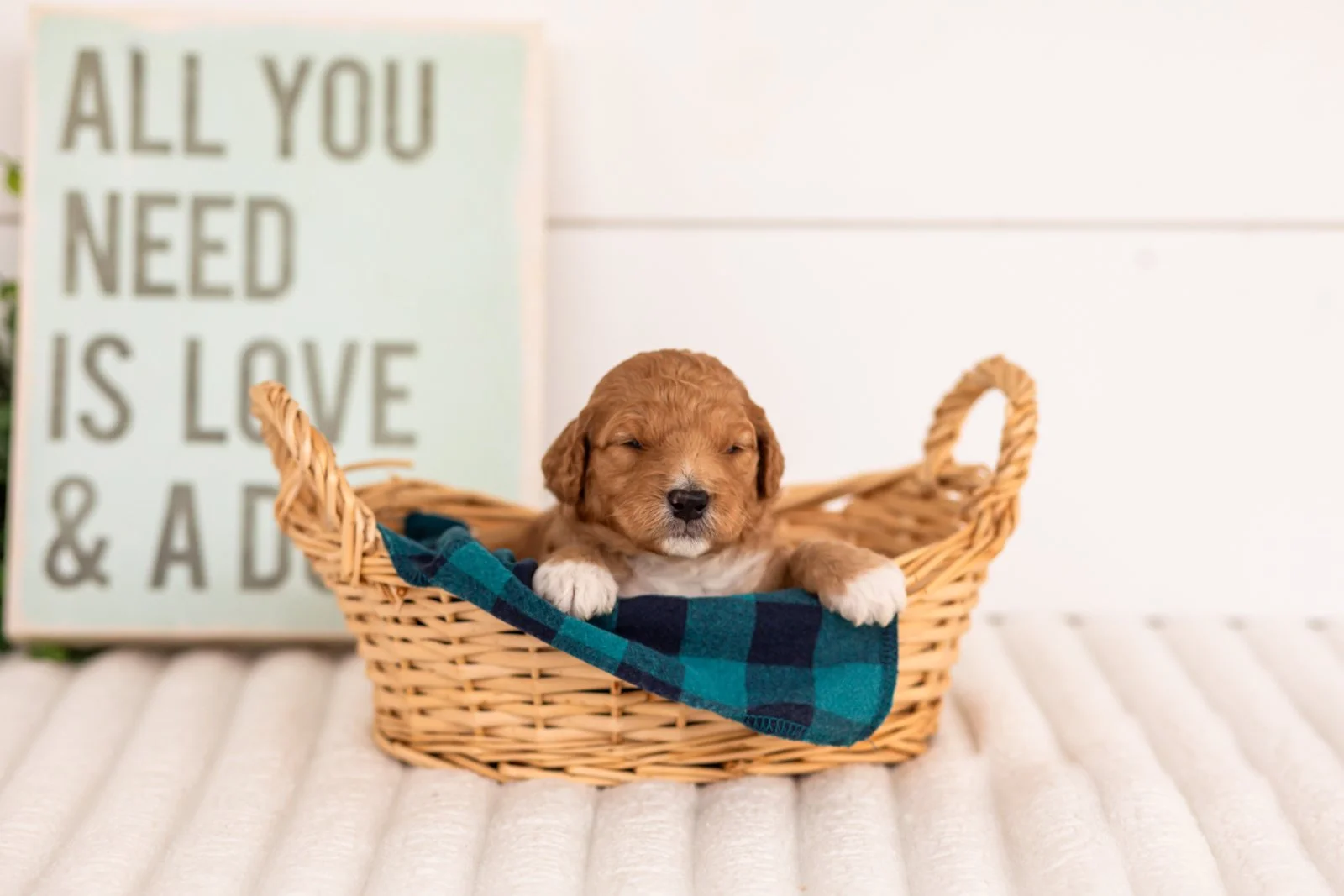 Denim goldendoodle for sale(4).jpg