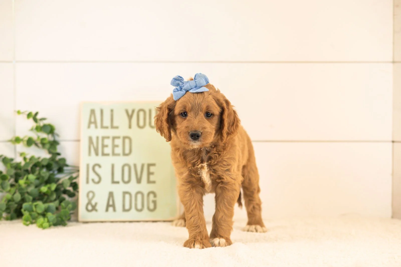 Odessa goldendoodle for sale(1).jpg
