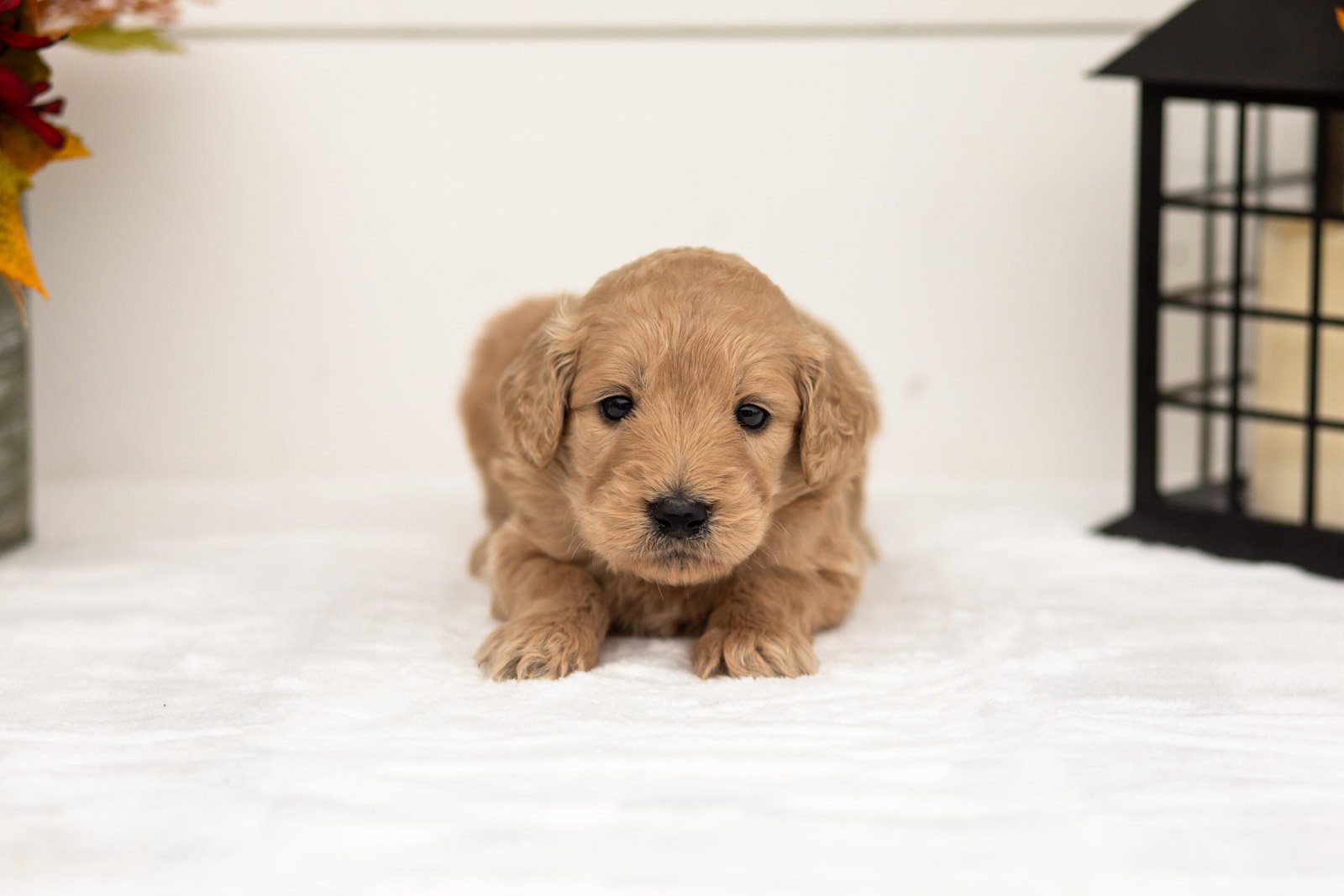 Dorothy goldendoodle for sale 3.jpg