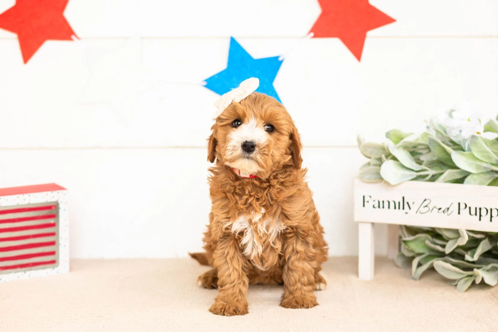 mary goldendoodle for sale(1).jpg