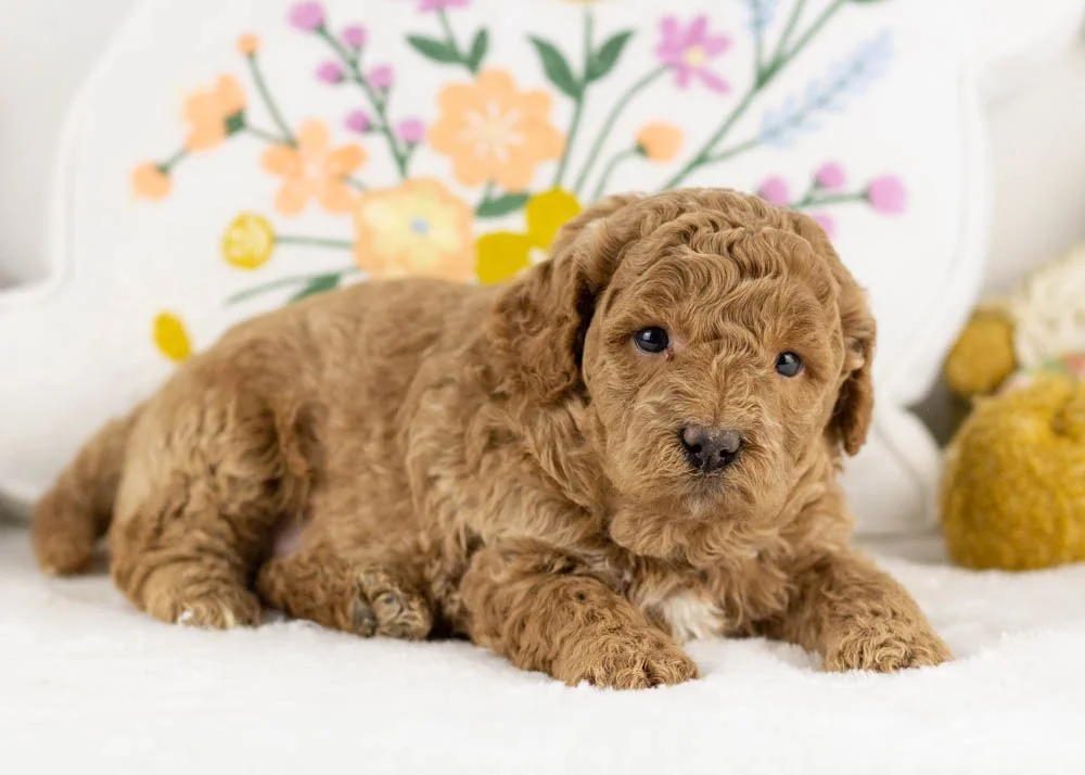 jasmine goldendoodle for sale.jpg
