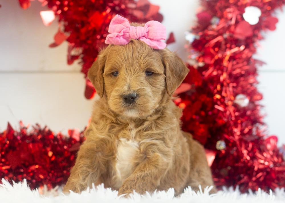 Melody goldendoodle for sale(3).jpg