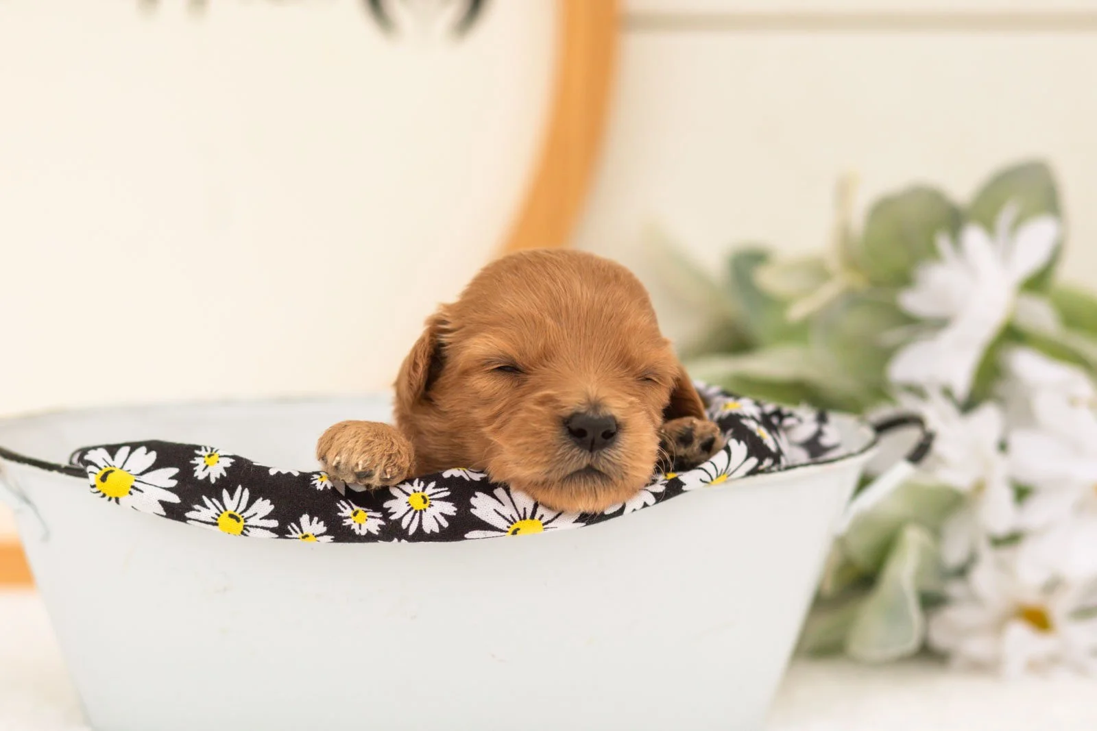 Ellie goldendoodle for sale(4).jpg