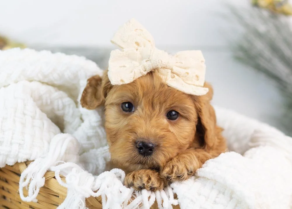Lynx goldendoodle for sale(1).jpg