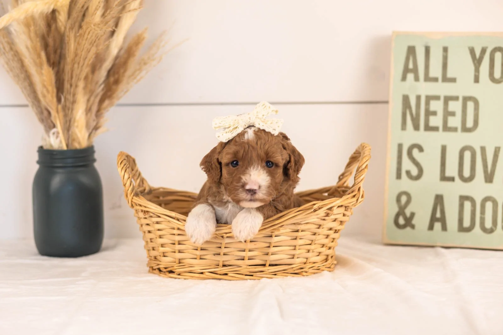 Dodgers goldendoodle for sale(1).jpg