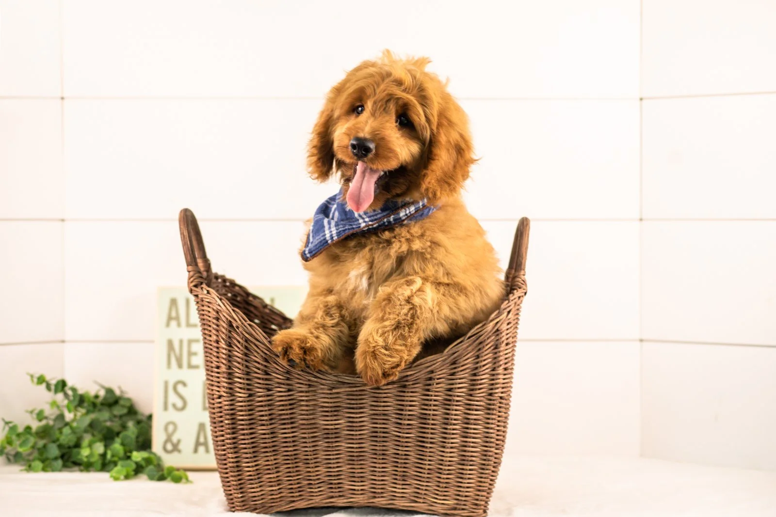 Phil goldendoodle for sale(1).jpg