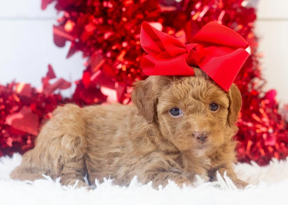 L Bontrager 12-15-25 Peach 2.18-2.jpg